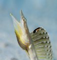 Pikeblenny